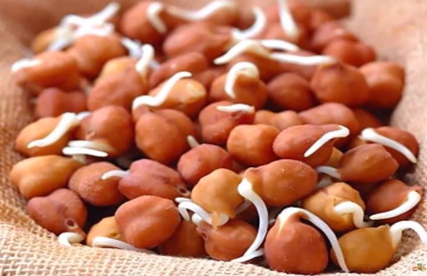 sprouted gram, benefits of sprouted, benefits of sprouted gram In hindi, sprouted gram nutrition, sprouted gram protein, sprouted grams for diabetes, why is sprouted gram considered more nutritious, Health And Lifestyle News In Hindi, Jansatta