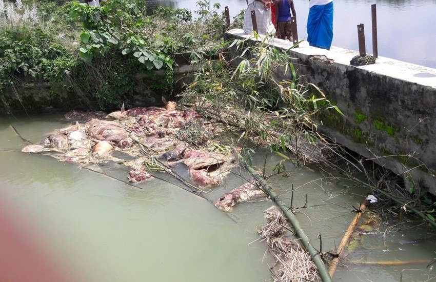 मधेपुरा जिला के मुरलीगंज प्रखंड क्षेत्र के एक नहर में सोमवार को 250 से ज्यादा जानवरों के शव बहकर पहुंचने से क्षेत्र में तनाव का माहौल उत्पन्न हो गया। (फोटो-आईएएनएस) मधेपुरा जिला के मुरलीगंज प्रखंड क्षेत्र के एक नहर में सोमवार को 250 से ज्यादा जानवरों के शव बहकर पहुंचने से क्षेत्र में तनाव का माहौल उत्पन्न हो गया। (फोटो-आईएएनएस)