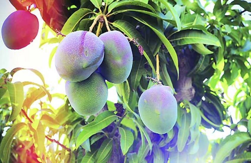 Mango Leaves, Mango, Benefits Of Mango Leaves, Mango Leaves Remedy, How To Use Mango Leaves, Home Remedies, Asthma, Bloodpressure, Hiccups, Health News In Hindi, Lifestyle News In Hindi, Jansatta