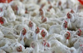 Government Study Report, Bacterial Chicken, Poultry Dirty Eggs, Threat to Health, central government report, small-sized cages, Chicken threat to health, Poultry Dirty Eggs threat to health, Health News, Jansatta