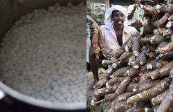 नवरात्रि 2017: व्रत में साबूदाना खाने से पहले उसकी हकीकत जान लीजिए