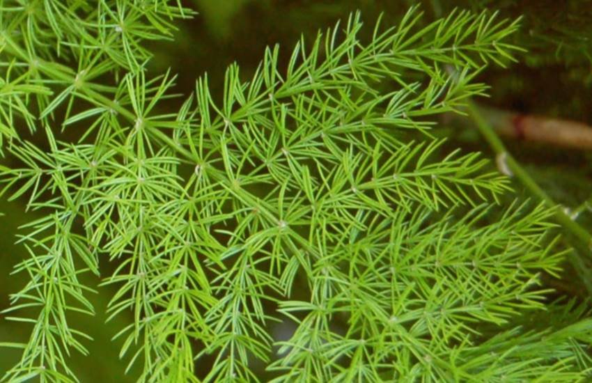 shatavari, shatavari ke fayde, benefits of shatavari in hindi, ayurvedic remedies , ayurvedic medicine shatavari, ayurvedic medicine shatavari in hindi, uses of shatavari powder in hindi, health news in hindi, jansatta