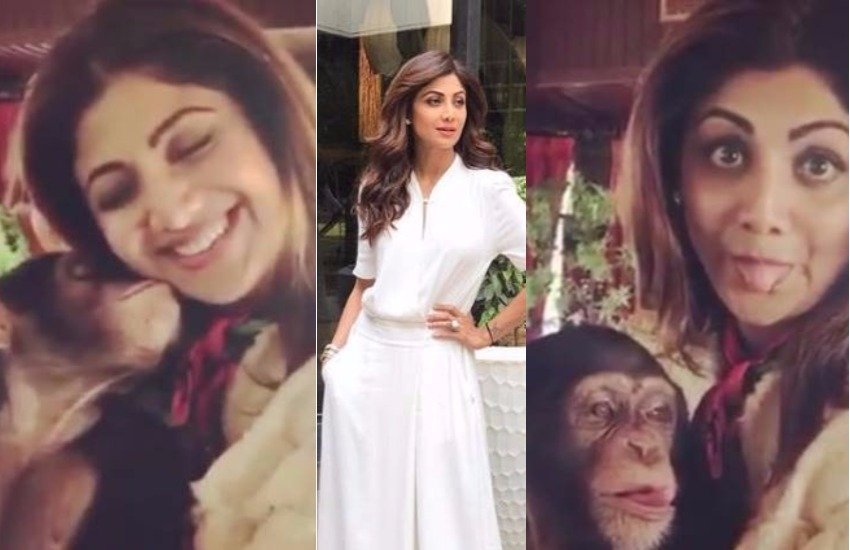 shilpa shetty in dubai, shilpa and son viaan with chimpanzee, shilpa shetty named chimpanzee Princess, shilpa deleted video, shilpa shetty in dubai, shilpa and son viaan with chimpanzee, shilpa shetty named chimpanzee Princess, shilpa deleted video, bollywood updates in hindi, bollywood news in hindi, bollywood updates in hindi, bollywood news in hindi, entertainment news in hindi, bollywod updates in hindi