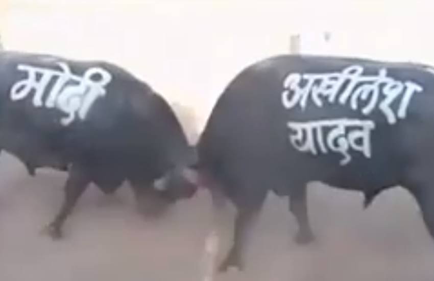 मैदान में उतरते ही दोनों भैंसे आक्रामक हो गए। लड़ाई इतनी रोमांचक हो गई कि लोग तालियां बजाने लगे और जोर-जोर से चिल्लाने लगे थे। 