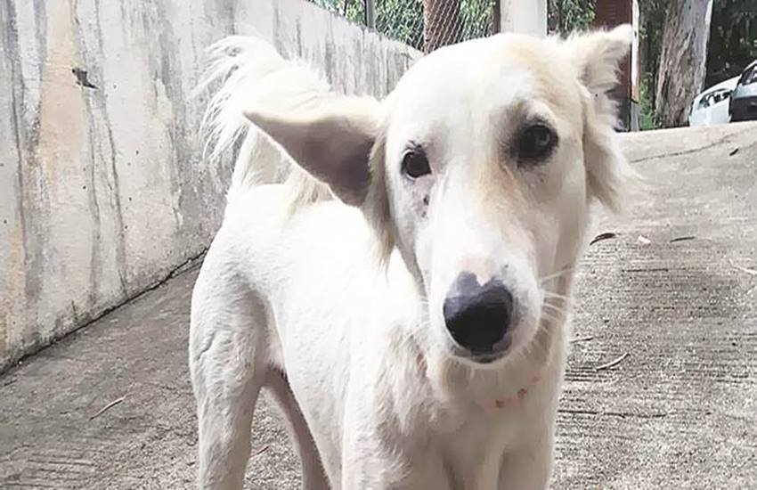 स्कॉटलैंड के तट के पास रविवार को एक कुत्ता समुंदर के तेज बहाव में डूब रहा था। अचानक उस पर ट्रेनिंग के दौरान कोस्टगार्ड्स की नजर पड़ी, जिससे उसकी जान बचाई जा सकी। 