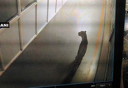 Leopard enters Maruti Suzuki plant in Manesar
