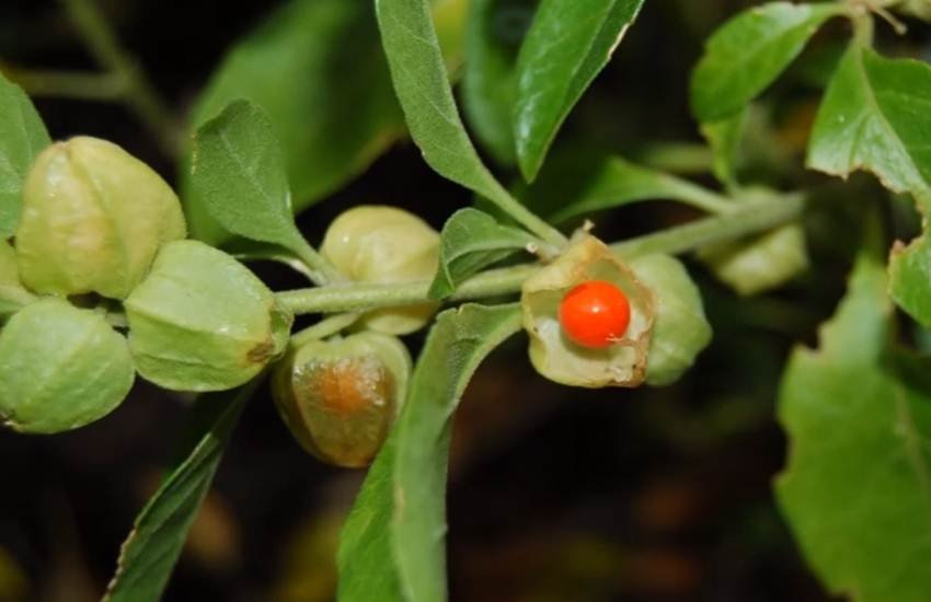 Ashwagandha, ashwagandha powder, ashwagandha uses in hindi, ashwagandha uses and benefits, benefits of ashwagandha and shatavari, how to take ashwagandha, how to use ashwagandha powder, health benefits of ashwagandha, health news in hindi, ayurvedic health tips in hindi, ayurvedic herbs, lifestyle news in hindi, jansatta