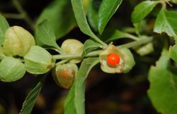 लंबाई बढ़ाने से लेकर कैंसर के बचाव तक में लाभकारी है अश्वगंधा, जानिए और क्या-क्या हैं फायदे