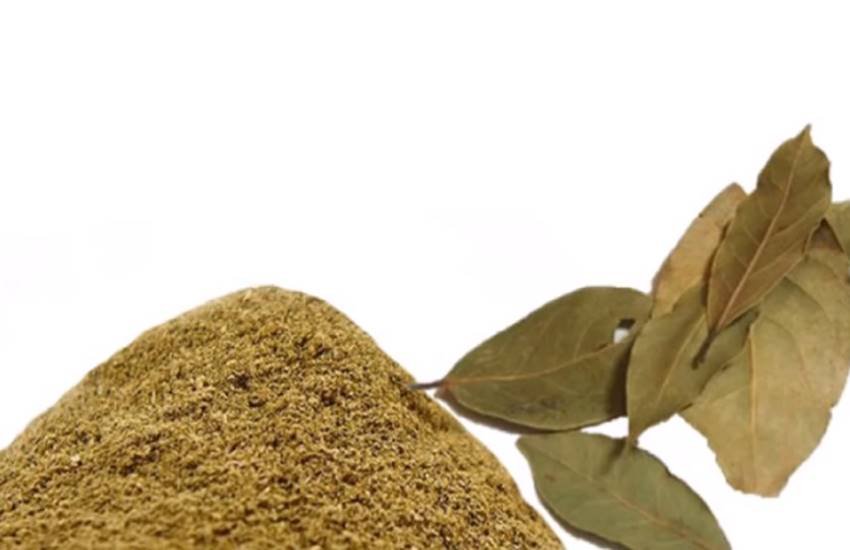 Bay leaves, bay leaves in hindi, tejpatta, health benefits of bay leaf in hindi, bay leaves benefits in hindi, how to use bay leaves, how bay leaf beneficial fo0r diabetese, bay leaf, bay leaf powder for diabetes, health news, health news in hindi, lifestyle news in hindi, jansatta