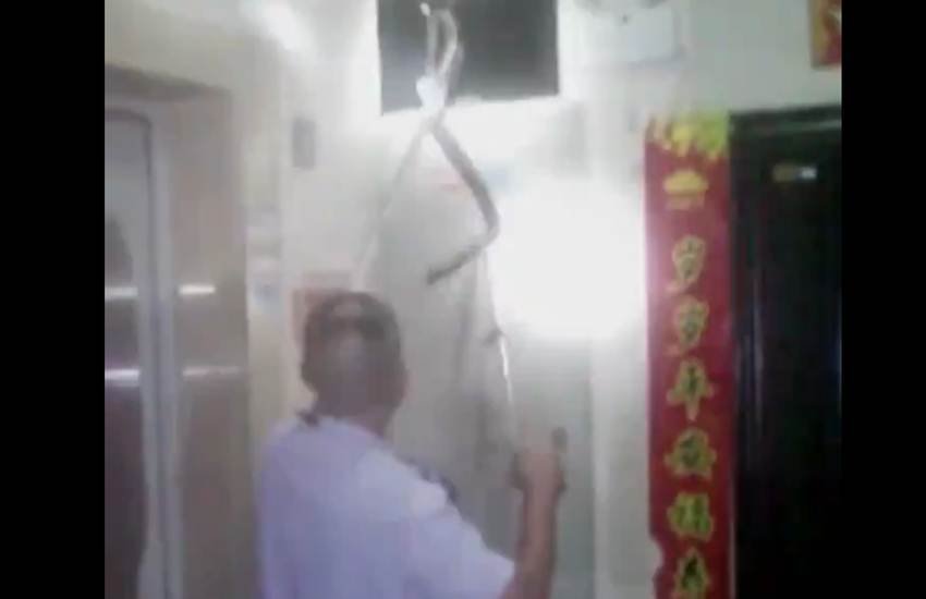 घर में घुसा कोबरा और टीवी पर चढ़ गया (फोटो सोर्स- सोशल)
