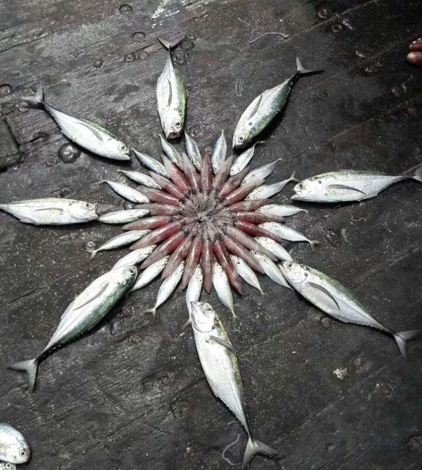 rangoli, rangoli designs, rangoli images, rangoli pictures, rangoli photo, rangoli pic, rangoli designs images, fish rangoli, creative fish rangoli, creative rangoli, unusual rangoli, unusual fish design, lates photos