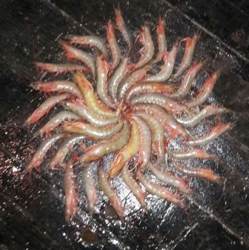 rangoli, rangoli designs, rangoli images, rangoli pictures, rangoli photo, rangoli pic, rangoli designs images, fish rangoli, creative fish rangoli, creative rangoli, unusual rangoli, unusual fish design, lates photos