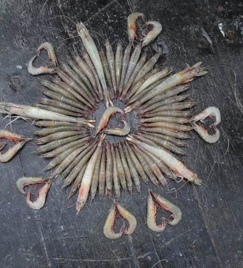 rangoli, rangoli designs, rangoli images, rangoli pictures, rangoli photo, rangoli pic, rangoli designs images, fish rangoli, creative fish rangoli, creative rangoli, unusual rangoli, unusual fish design, lates photos