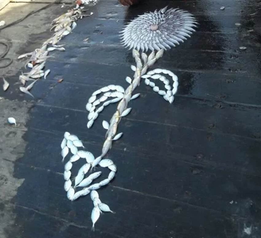 rangoli, rangoli designs, rangoli images, rangoli pictures, rangoli photo, rangoli pic, rangoli designs images, fish rangoli, creative fish rangoli, creative rangoli, unusual rangoli, unusual fish design, lates photos