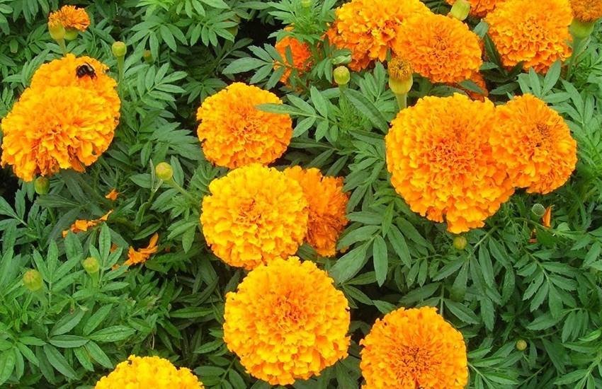 हनुमान जी के लाल गुलाब और लाल गेंदे के फूल अधिक प्रिय हैं। 