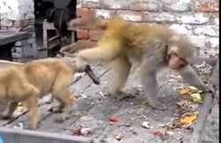 Funny Video: जब ठेले पर बैठने को लेकर कुत्ते और बंदर में हो गया झगड़ा