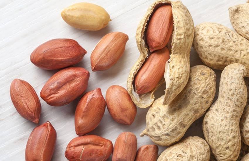 groundnut, health benefits of groundnut, groundnut for better health, groundnut benefits, uses of groundnut, groundnut benefits in hindi, groundnut cuts the cancer risks, groundnut for various diseases, home remedies, natural remedies, nuts, benefits of nuts, protein, groundnut protein, health news in hindi, jansatta