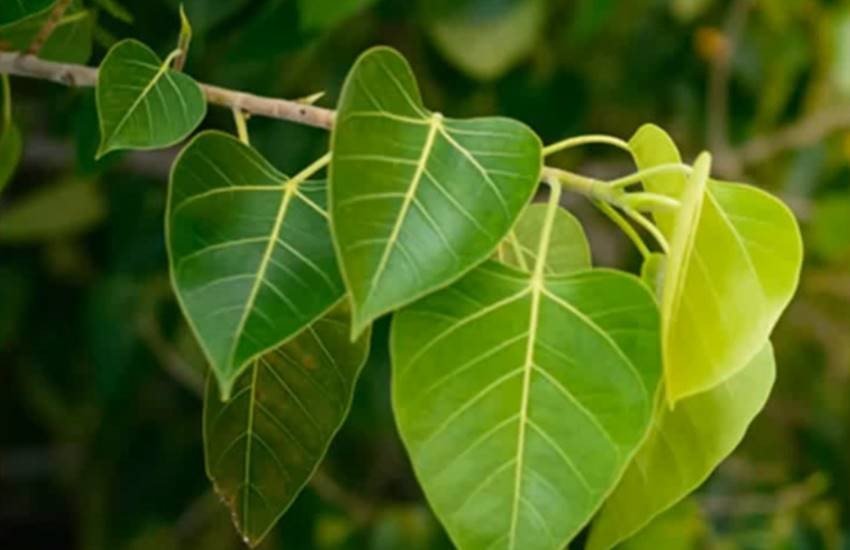 Know These Health Benefits Of Peepal Tree, Benefits of diseases ranging from skin to stomach pain