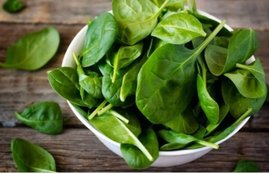 Spinach, spinach weight loss, how to reduce obesity, how to reduce obesity in hindi, benefits of spinach for weight loss in hindi, weight loss diet in hindi, weight loss tips in hindi, weight loss with spinach juice in hindi, weight loss recipes with spinach, health news, health news in hindi, lifestyle news in hindi, jansatta