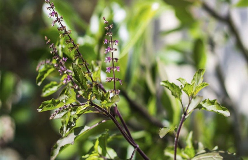 tulsi, tusli plant, tulsi leaves, tulsi leaves totke, tulsi plant benefits, tulsi plant faayde, tulsi leaves totke, tulsi leaves benefits in hindi, tulsi leaves benefits for health, tulsi beneficial for money, astro and horoscope news, religious news in hindi, jansatta