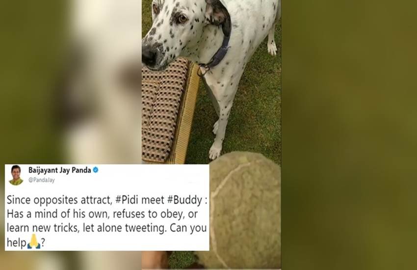 बीजू जनता दल के नेता बैजयंत जय पांडा का डॉगी 'बडी' (Source: Baijayant Jay Panda/Twitter)