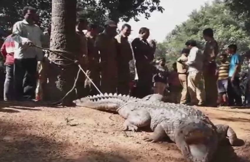 वन विभाग के अधिकारियों के मुताबिक मगर का वजन 500 किलो है और वह पास के सतिगुड़ा बांध से आया था। 