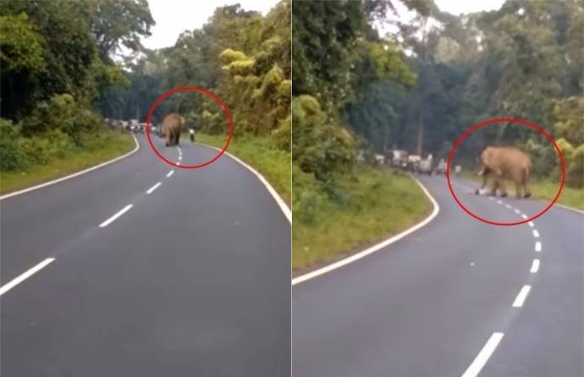 बंगाल के जलपाईगुड़ी में गुरुवार को एक शख्स को बीच सड़क पर हाथी की तस्वीर खींचना महंगा पड़ा। (फोटोः यूट्यूब)