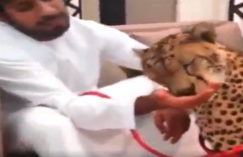 funniest photos on social media, social media funniest photos, Social Media funny photos, Social Media funniest photos, funniest photos on Social Media, funniest photos social media pictures, funny pictures viral on social media, funny picture,funny photos on social media, funniest social media posts, funny social media es viral on Facebook, funny pictures viral on twitter, funny pictures viral on Instagram, funny pictures viral on you tube, you tube funny videos, funniest photos ever, funniest photos ever on social media,funniest photos ever in the world, funny lion photos, funny lion playing with man photos, tiger & man photos, Lion playing with boys photos, Pet lion photos, Pet tiger & cubs photos, tiger playing with human photos, latest news,latest funny news, latest updates"