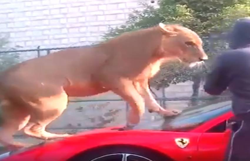 funniest photos on social media, social media funniest photos, Social Media funny photos, Social Media funniest photos, funniest photos on Social Media, funniest photos social media pictures, funny pictures viral on social media, funny picture,funny photos on social media, funniest social media posts, funny social media es viral on Facebook, funny pictures viral on twitter, funny pictures viral on Instagram, funny pictures viral on you tube, you tube funny videos, funniest photos ever, funniest photos ever on social media,funniest photos ever in the world, funny lion photos, funny lion playing with man photos, tiger & man photos, Lion playing with boys photos, Pet lion photos, Pet tiger & cubs photos, tiger playing with human photos, latest news,latest funny news, latest updates"