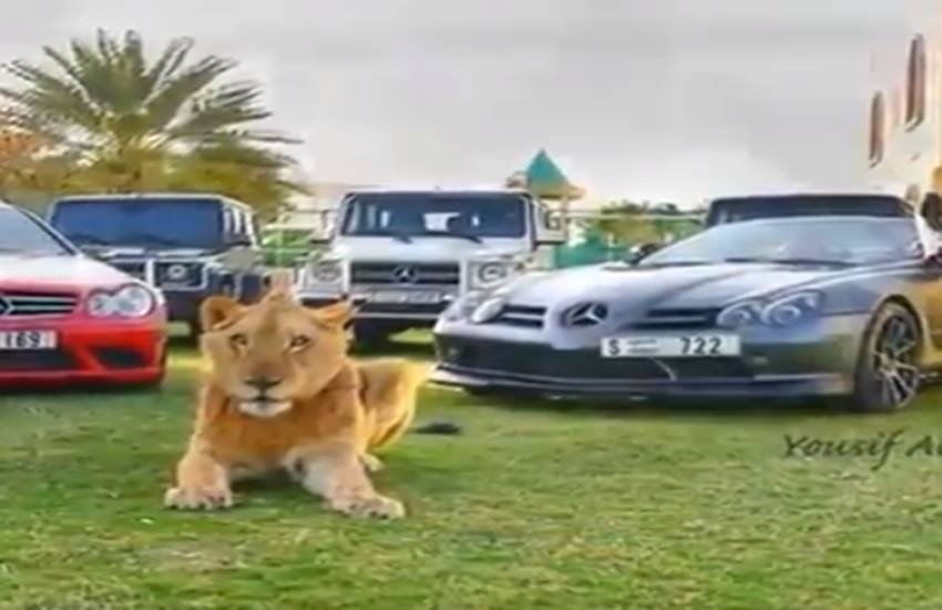 funniest photos on social media, social media funniest photos, Social Media funny photos, Social Media funniest photos, funniest photos on Social Media, funniest photos social media pictures, funny pictures viral on social media, funny picture,funny photos on social media, funniest social media posts, funny social media es viral on Facebook, funny pictures viral on twitter, funny pictures viral on Instagram, funny pictures viral on you tube, you tube funny videos, funniest photos ever, funniest photos ever on social media,funniest photos ever in the world, funny lion photos, funny lion playing with man photos, tiger & man photos, Lion playing with boys photos, Pet lion photos, Pet tiger & cubs photos, tiger playing with human photos, latest news,latest funny news, latest updates"