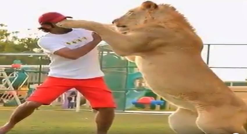 funniest photos on social media, social media funniest photos, Social Media funny photos, Social Media funniest photos, funniest photos on Social Media, funniest photos social media pictures, funny pictures viral on social media, funny picture,funny photos on social media, funniest social media posts, funny social media es viral on Facebook, funny pictures viral on twitter, funny pictures viral on Instagram, funny pictures viral on you tube, you tube funny videos, funniest photos ever, funniest photos ever on social media,funniest photos ever in the world, funny lion photos, funny lion playing with man photos, tiger & man photos, Lion playing with boys photos, Pet lion photos, Pet tiger & cubs photos, tiger playing with human photos, latest news,latest funny news, latest updates"