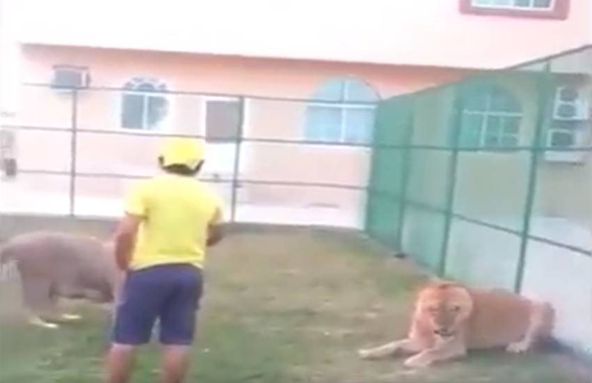 funniest photos on social media, social media funniest photos, Social Media funny photos, Social Media funniest photos, funniest photos on Social Media, funniest photos social media pictures, funny pictures viral on social media, funny picture,funny photos on social media, funniest social media posts, funny social media es viral on Facebook, funny pictures viral on twitter, funny pictures viral on Instagram, funny pictures viral on you tube, you tube funny videos, funniest photos ever, funniest photos ever on social media,funniest photos ever in the world, funny lion photos, funny lion playing with man photos, tiger & man photos, Lion playing with boys photos, Pet lion photos, Pet tiger & cubs photos, tiger playing with human photos, latest news,latest funny news, latest updates"