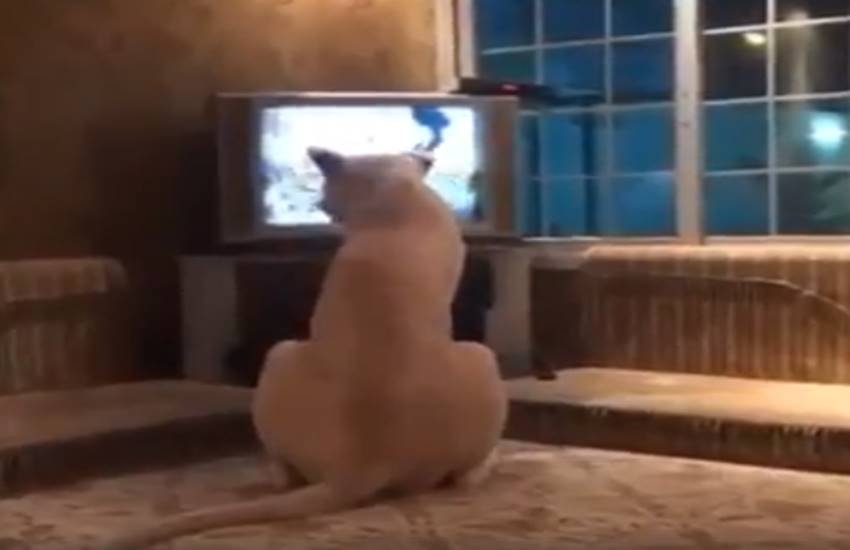 funniest photos on social media, social media funniest photos, Social Media funny photos, Social Media funniest photos, funniest photos on Social Media, funniest photos social media pictures, funny pictures viral on social media, funny picture,funny photos on social media, funniest social media posts, funny social media es viral on Facebook, funny pictures viral on twitter, funny pictures viral on Instagram, funny pictures viral on you tube, you tube funny videos, funniest photos ever, funniest photos ever on social media,funniest photos ever in the world, funny lion photos, funny lion playing with man photos, tiger & man photos, Lion playing with boys photos, Pet lion photos, Pet tiger & cubs photos, tiger playing with human photos, latest news,latest funny news, latest updates"