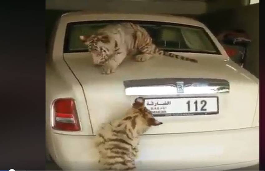 funniest photos on social media, social media funniest photos, Social Media funny photos, Social Media funniest photos, funniest photos on Social Media, funniest photos social media pictures, funny pictures viral on social media, funny picture,funny photos on social media, funniest social media posts, funny social media es viral on Facebook, funny pictures viral on twitter, funny pictures viral on Instagram, funny pictures viral on you tube, you tube funny videos, funniest photos ever, funniest photos ever on social media,funniest photos ever in the world, funny lion photos, funny lion playing with man photos, tiger & man photos, Lion playing with boys photos, Pet lion photos, Pet tiger & cubs photos, tiger playing with human photos, latest news,latest funny news, latest updates"