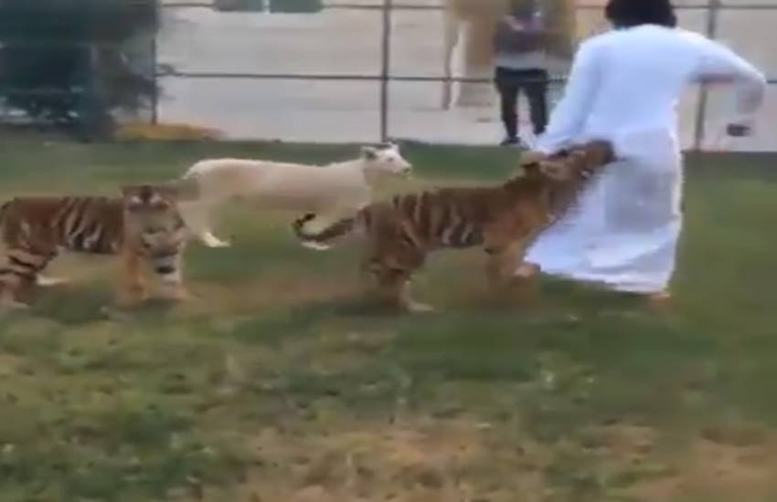 funniest photos on social media, social media funniest photos, Social Media funny photos, Social Media funniest photos, funniest photos on Social Media, funniest photos social media pictures, funny pictures viral on social media, funny picture,funny photos on social media, funniest social media posts, funny social media es viral on Facebook, funny pictures viral on twitter, funny pictures viral on Instagram, funny pictures viral on you tube, you tube funny videos, funniest photos ever, funniest photos ever on social media,funniest photos ever in the world, funny lion photos, funny lion playing with man photos, tiger & man photos, Lion playing with boys photos, Pet lion photos, Pet tiger & cubs photos, tiger playing with human photos, latest news,latest funny news, latest updates"