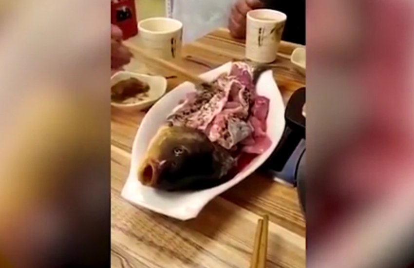 जिंदा मछलियां और ऑक्टोपस खा रहे लोग (फोटो सोर्स- स्क्रीनशॉट)