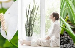 बाहर से ज्यादा विषैली हैं कमरे की हवाएं, इन नेचुरल एयर प्योरिफायर्स से कम होगा प्रदूषण, जानें कैसे