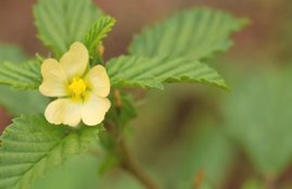 sida cordifolia, bala, bala herb in hindi, bala herb benefits, bala herb uses, ayurvedic herbs, ayurvedic herb bala, sida cordifolia hindi name, sida cordifolia benefits, sida cordifolia benefits for heart diseases, sida cordifolia benefits for genital diseases, health news in hindi, lifestyle news in hindi, jansatta