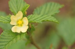 शारीरिक ताकत बढ़ाती है आयुर्वेदिक औषधि बाला, हैमरेज से भी करती है बचाव, जानें कैसे