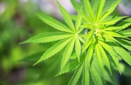 bhang benefits, bhang benefits in hindi, bhang health benefits, bhang health benefits in hindi, balkrishna tips, acharya balkrishna tips in hindi, ayuraveda, ayurveda remedies, patanjali, ayurvedic herbs, natural care, health news in hindi, jansatta