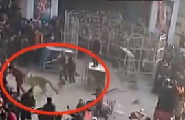 Lion, Circus, Lion Came Out of Cage, crowd Gathered, Video, crowd Gathered to See Circus, Lion Came Out, Lion Came Out from Cage, lion video, two injured, trending news