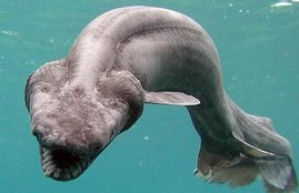 dinosaur, shark, 300 teeth, dinosaur-era, shark with 300 teeth found, dinosaur-era shark with 300 teeth found, Chlamydoselachus anguineus, gills, the frilled arrangement of 300 teeth, neatly lined in 25 rows, Tyrannosaurus Rex and Triceratops, Bollywood News, Bollywood News in Hindi, News in Hindi, Entertenment news in Hindi, crime news, naitonal news, international news, trending news, twitter news, Viral story in Hindi, Latest news in Hindi, Jansatta