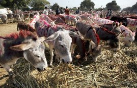 Ujjain Animal Fair, Animal Fair, Animal Fair in Ujjain, 11000 Rupees, Ram Rahim, Honeypreet, Ram Rahim and Honeypreet, Ram Rahim and Honeypreet Asses, Animal Fair in MP, State News