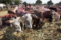 उज्जैन पशु मेला: 11000 रुपए में बिके ‘राम रहीम’ और ‘हनीप्रीत’ नाम के गधे