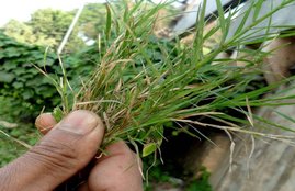 doob grass, durva grass in hindi, doob grass benefits in hindi, doob grass use in hindi, doob grass juice, doob grass images, doob grass uses, doob grass seeds, doob ghas, benefits of doob grass, doob grass in migraine, doob grass in depression, doob grass in anemia, health benefits of doob grass, health news in hindi, jansatta