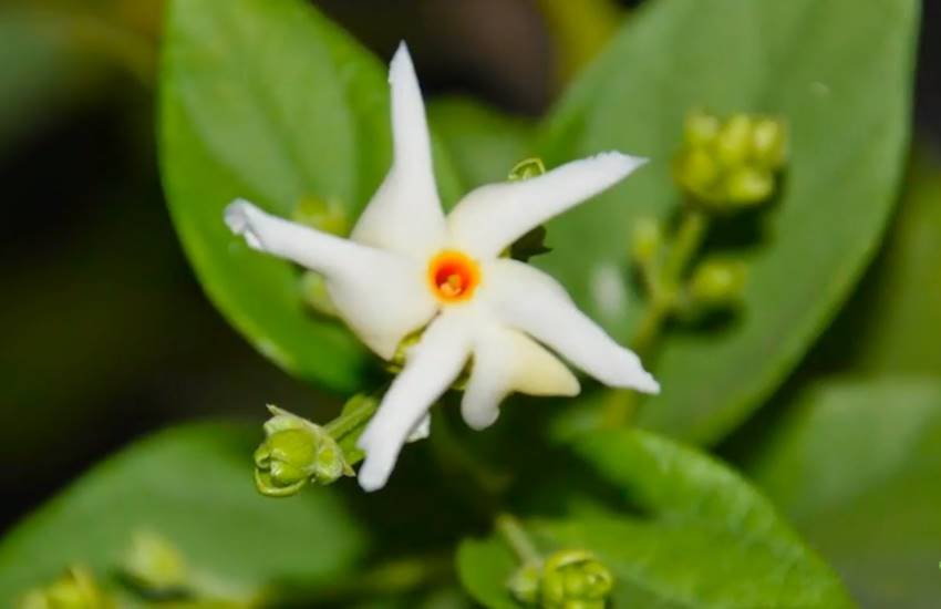 night jasmine, night jasmine benefits, night jasmine in hindi, Harsingar, night jasmine in hindi, harsingar flower, harsingar scientific name, harsingar benefits in hindi, harsingar plant leaf benefits, night jasmine leaves, night jasmine scientific name, harsingar leaves benefits in hindi, health news in hindi, lifestyle news in hindi, jansatta