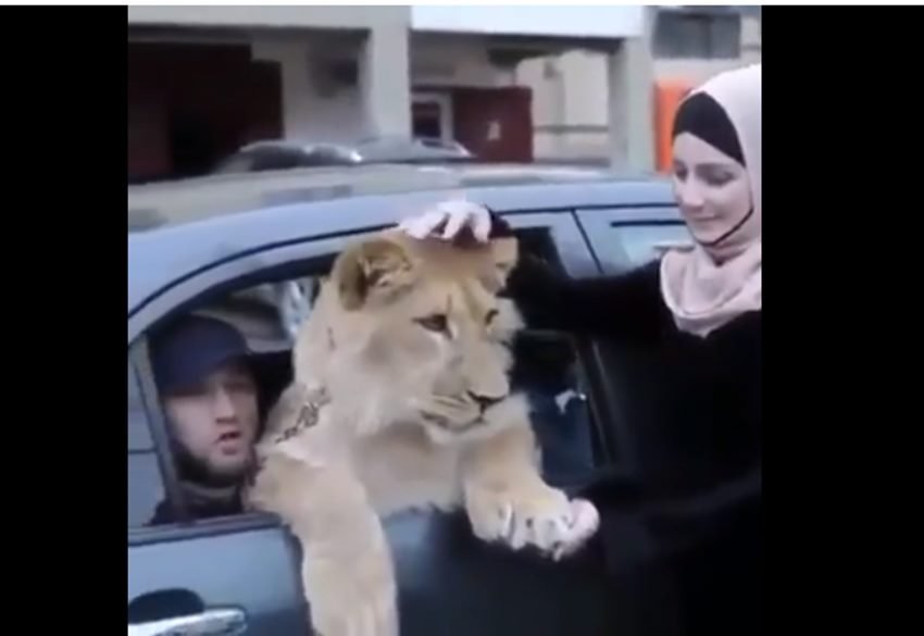 कितना प्यारा है न... लेकिन गुस्सा आ गया तो पूरा ही फाड़ डालेगा