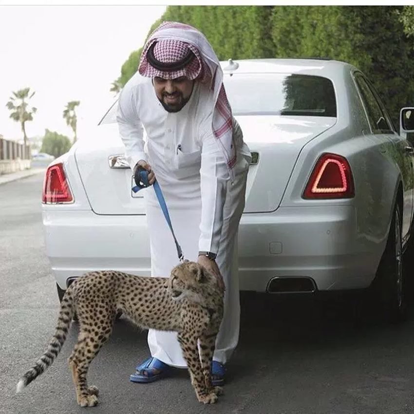 ऐसी बिल्ली.. ओ सॉरी...। मतलब 'बिग कैट' पाल सकते हो आप!