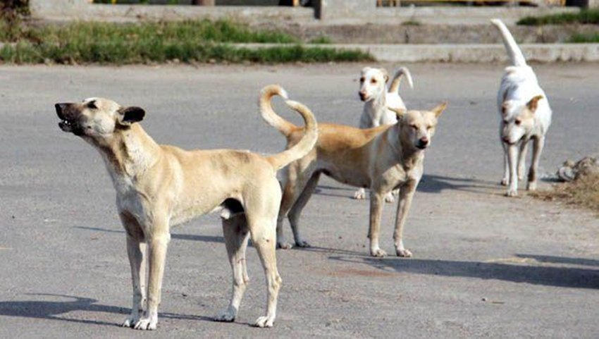 आवारा गायों, सांड़ों, सूअरों, बंदरों और कुत्तों का काफिला 