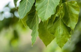 snake bite, snake bite solution, snake bite treatment in hindi, snake bite first aid, peepal leaves, peepal leaves in hindi, peepal leaves uses, peepal leaves uses in hindi, peepal leaves for snake bite treatment, balkrishna tips in hindi, acharya balkrishna tips in hindi, jansatta